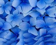 pic for Blue flower petals 1600x1280